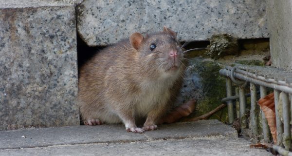 Häufige Fehler bei der Rattenbekämpfung