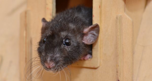 Hausratte Lebensweise