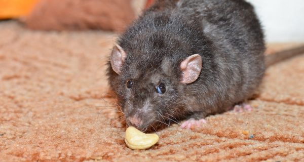 Hausratten und Wanderratten Unterschiede
