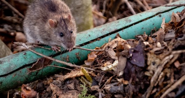 Kompost Ratten Berlin