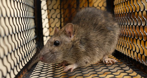 Lebendfallen Ratten Berlin