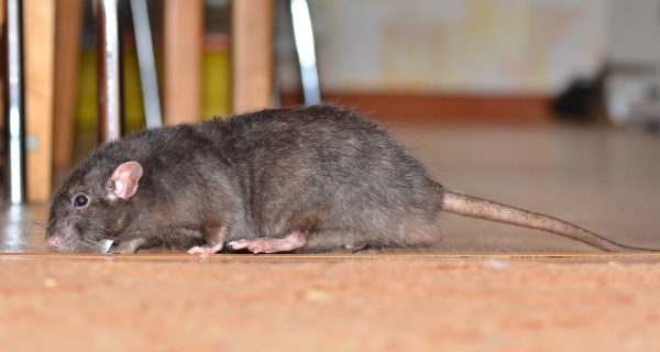 Ratten Gift Berlin