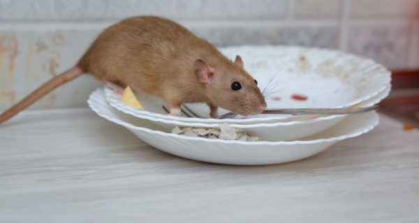 Ratten Krankheiten Berlin