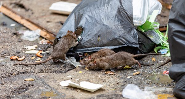 Ratten Prävention Berlin