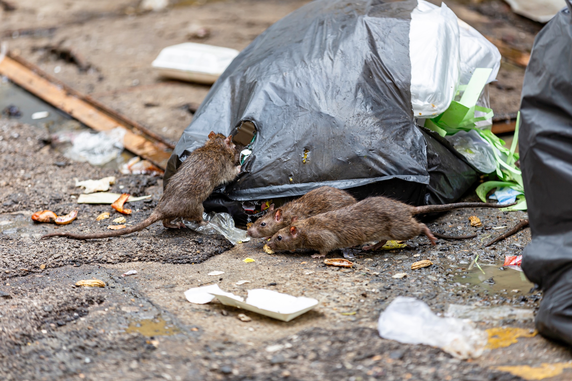 Ratten Prävention Berlin Ratten Prävention Berlin