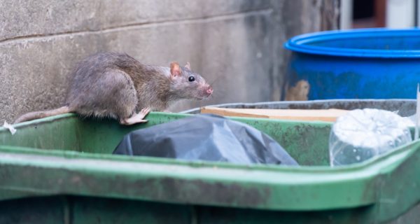 Ratten fangen Berlin
