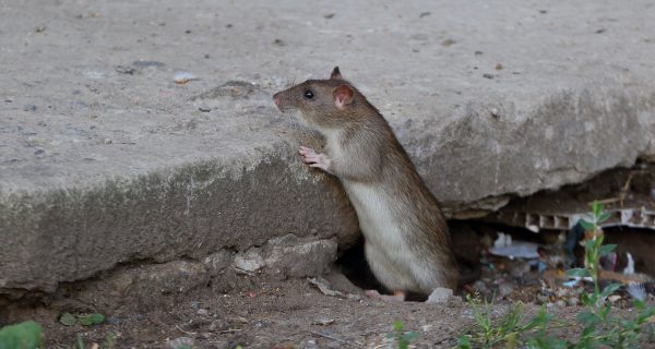 Ratten zu Hause Berlin